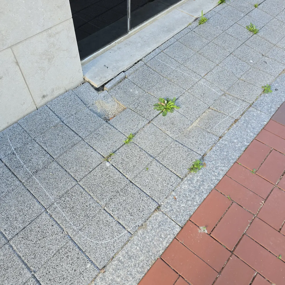 보도블럭시공 상담 줄눈에 잡초가 올라온 건물 앞 보도블럭 구간